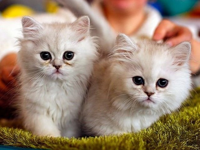 Породы кошек в Радужном | ЗооТом портал о животных