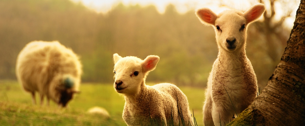 Объявления о сельскохозяйственных животных | ЗооТом - продажа, вязка и услуги для животных в Радужном