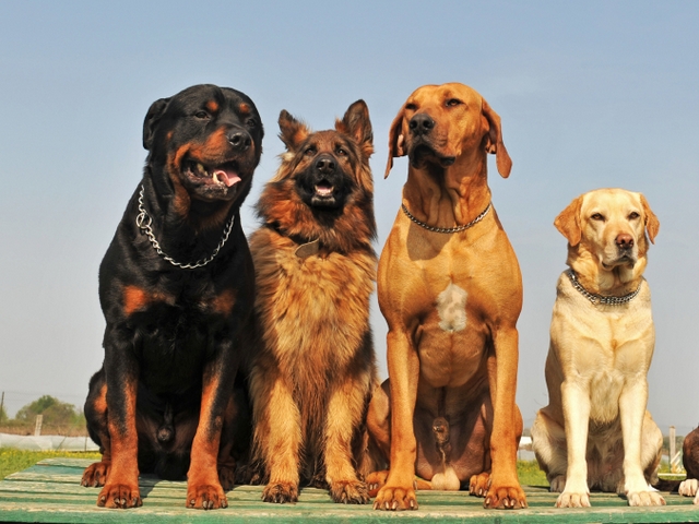 Крупные породы собак в Радужном | ЗооТом портал о животных
