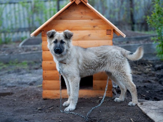Все о собаках в Радужном Все о собаках в Радужном